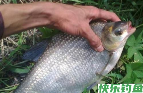 开启狂钓鳊鱼的快捷方式，渔获就能轻松打榜！(图2)
