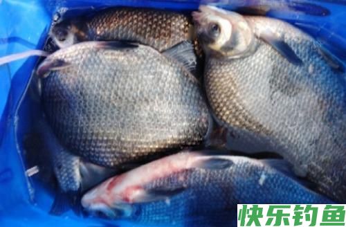 开启狂钓鳊鱼的快捷方式，渔获就能轻松打榜！(图3)
