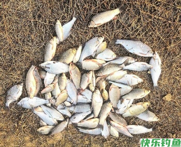 长江钓鱼，野钓鳊鱼分析教学，钓获20多斤野生鳊鱼和鲫鱼(图1)