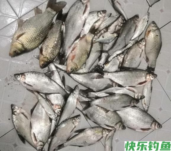 长江钓鱼，野钓鳊鱼分析教学，钓获20多斤野生鳊鱼和鲫鱼(图7)