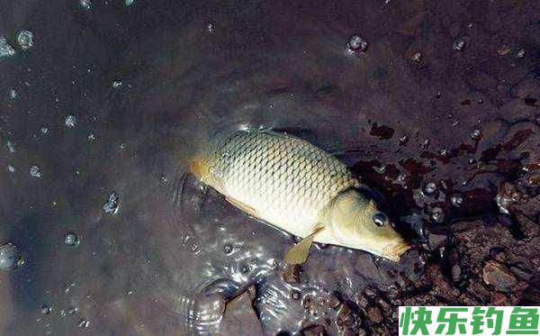 春季就只能钓鲫鱼吗？老钓友直言：这三种鱼了解一下，错过太可惜