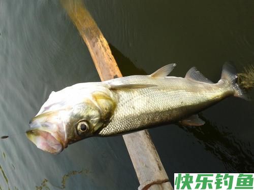 春季就只能钓鲫鱼吗？老钓友直言：这三种鱼了解一下，错过太可惜(图4)