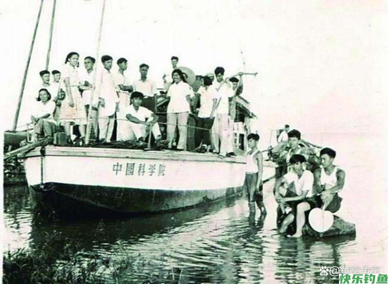 湖北名鱼武昌鱼，曾经一鱼难求，如今却被江苏省变成了家常菜(图8)