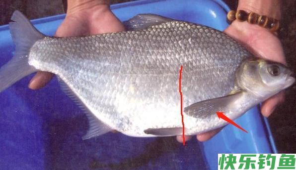 湖北名鱼武昌鱼，曾经一鱼难求，如今却被江苏省变成了家常菜(图26)