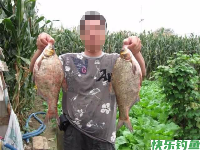 如何垂钓武昌鱼？从五个方面说说我的经验(图1)