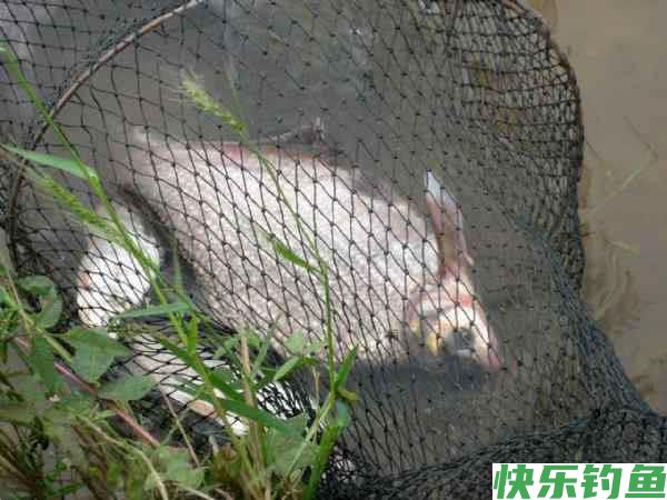 如何垂钓武昌鱼？从五个方面说说我的经验(图4)