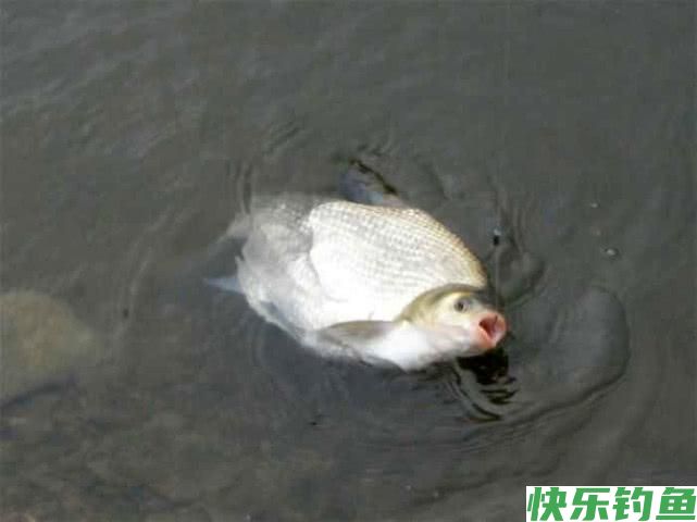 如何垂钓武昌鱼？从五个方面说说我的经验(图6)