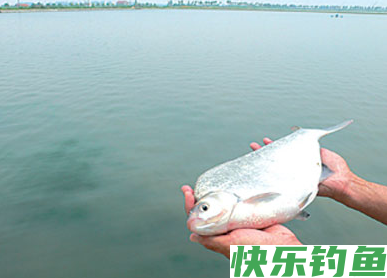 垂钓鳊鱼的独门小技巧，大家赶紧记下来，爆护不再是难题！(图4)