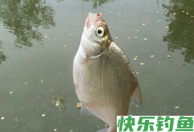 垂钓鳊鱼的独门小技巧，大家赶紧记下来，爆护不再是难题！(图5)