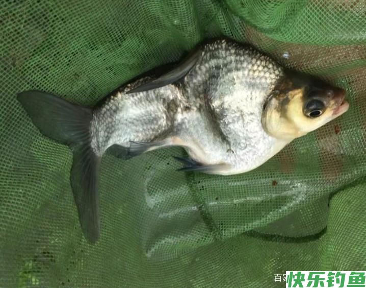 鳊鱼怎么钓更好？中秋过后采用这种钓法，鳊鱼大又肥(图3)