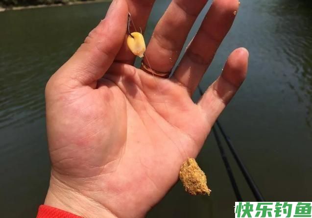 鳊鱼怎么钓更好？中秋过后采用这种钓法，鳊鱼大又肥(图6)