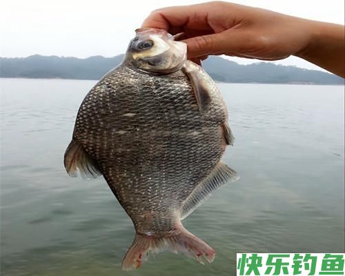 鳊鱼在水库很常见，秋季野钓做好这四点，水库很容易钓获鳊鱼(图3)