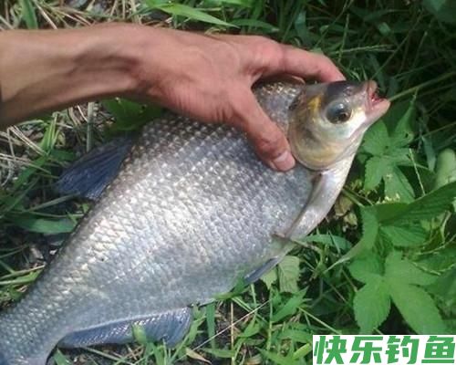 鳊鱼在水库很常见，秋季野钓做好这四点，水库很容易钓获鳊鱼(图7)