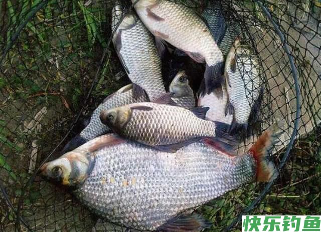 肉质细嫩鲜美的鱼中上品鳊鱼，该如何垂钓？(图2)