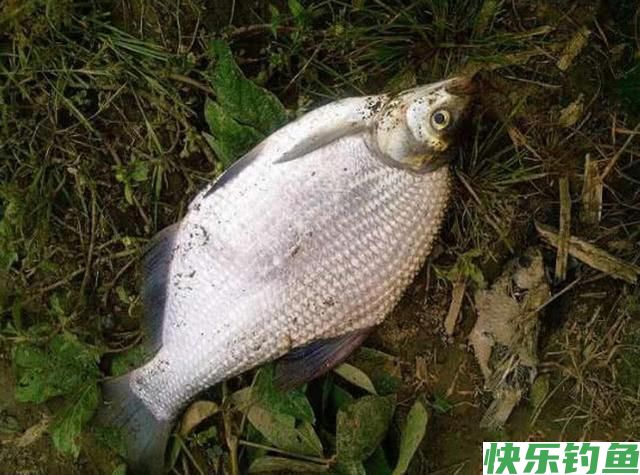 肉质细嫩鲜美的鱼中上品鳊鱼，该如何垂钓？(图1)