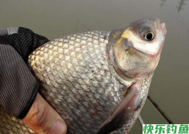 肉质细嫩鲜美的鱼中上品鳊鱼，该如何垂钓？(图4)