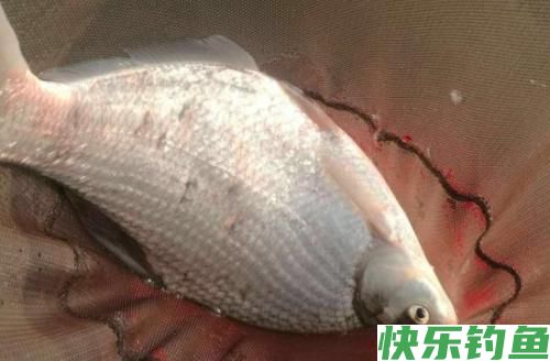 夏季不要跟鳊鱼对耗，真接拉上这三种钓法就成了！(图1)