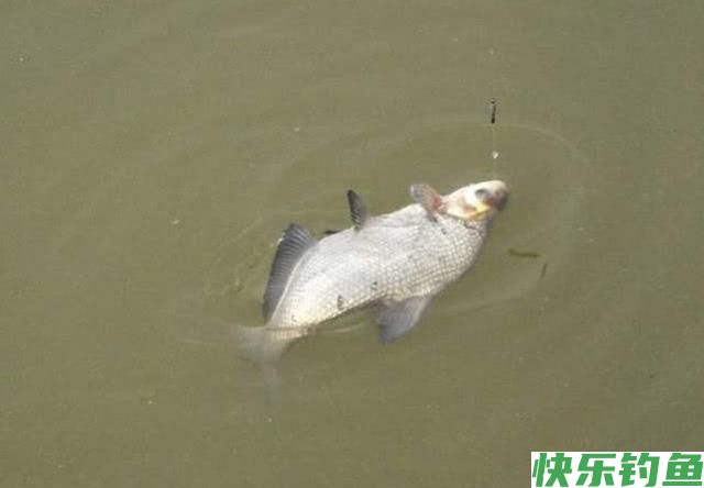 肉质细嫩鲜美的鱼中上品鳊鱼，该如何垂钓？(图6)