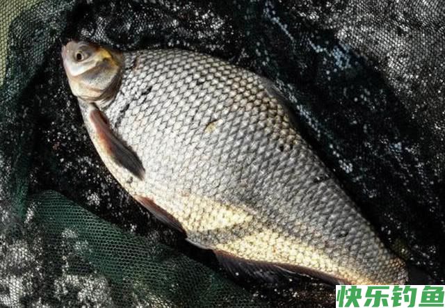 肉质细嫩鲜美的鱼中上品鳊鱼，该如何垂钓？(图7)