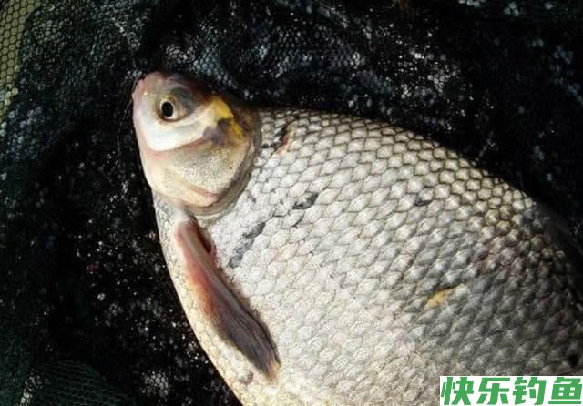 肉质细嫩鲜美的鱼中上品鳊鱼，该如何垂钓？(图8)