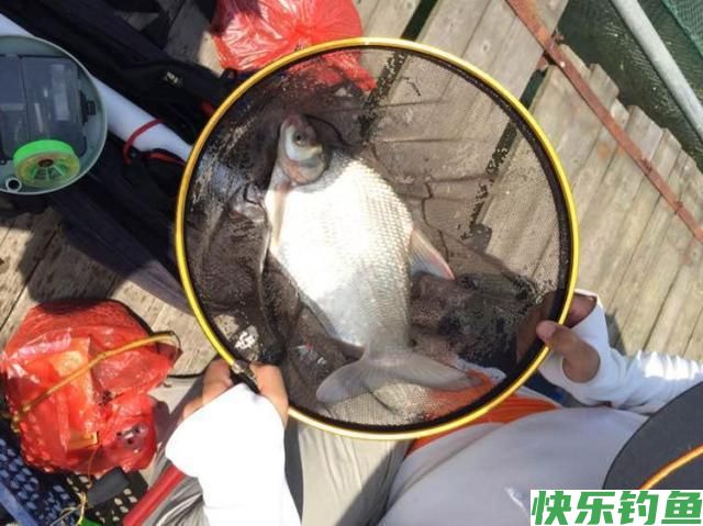 肉质细嫩鲜美的鱼中上品鳊鱼，该如何垂钓？(图9)