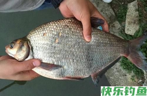 夏季不要跟鳊鱼对耗，真接拉上这三种钓法就成了！(图2)