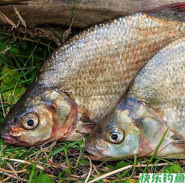 野钓鳊鱼只能钓过路鱼？错，夏季这样钓鳊鱼，爆护有机会！(图1)