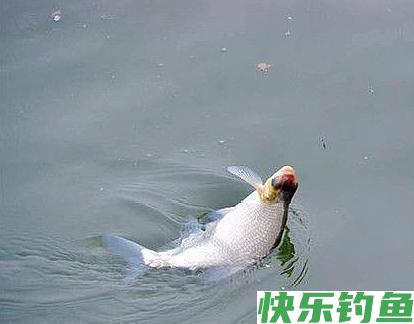 野钓鳊鱼只能钓过路鱼？错，夏季这样钓鳊鱼，爆护有机会！(图2)