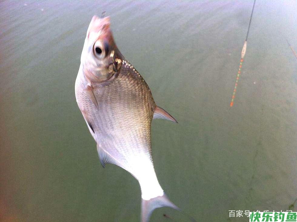 野钓鳊鱼只能钓过路鱼？错，夏季这样钓鳊鱼，爆护有机会！(图5)