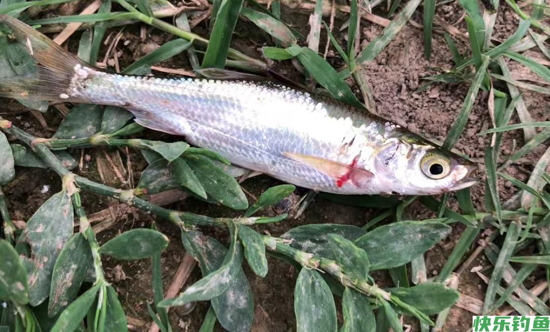 夏季钓鳊鱼和翘嘴鱼饵料中加小药到底有没有用？实测后涨见识了(图3)
