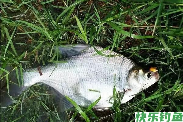 夏季钓鳊鱼和翘嘴鱼饵料中加小药到底有没有用？实测后涨见识了(图8)