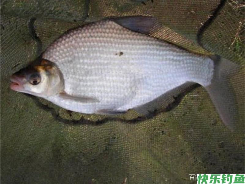 夏季水库钓鳊鱼的技巧，学会这几招，即可轻松爆护！(图1)