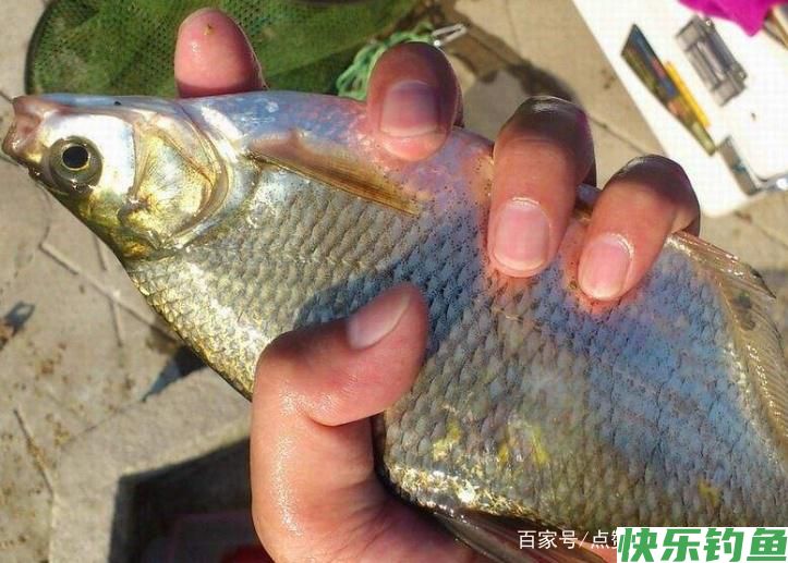 教你一些钓鳊鱼的技巧，不了解的进来看看吧，一起学习学习(图1)