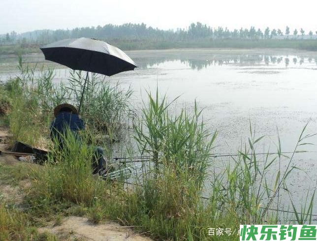 教你一些钓鳊鱼的技巧，不了解的进来看看吧，一起学习学习(图3)