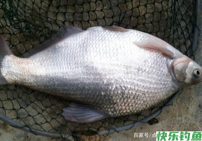 教你一些钓鳊鱼的技巧，不了解的进来看看吧，一起学习学习(图5)