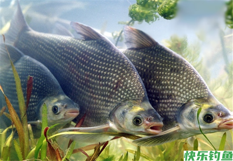 夏季钓鳊鱼，只要做好这几点准备，就可爆护而归(图1)
