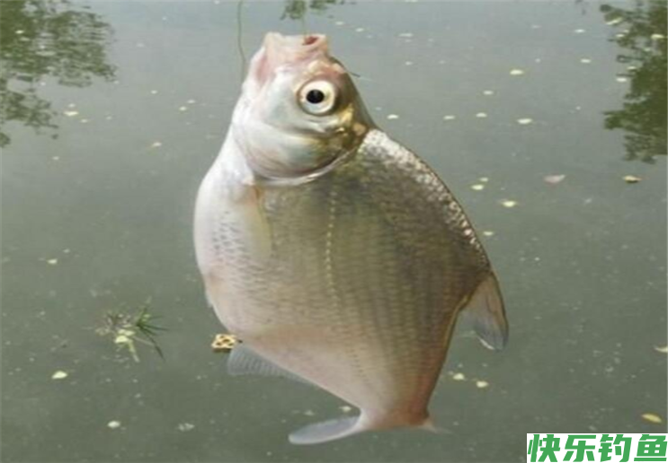 夏季钓鳊鱼，只要做好这几点准备，就可爆护而归(图5)