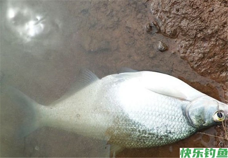 夏季钓鳊鱼，只要做好这几点准备，就可爆护而归(图3)