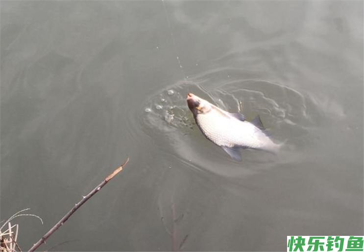 夏季钓鳊鱼，只要做好这几点准备，就可爆护而归(图4)