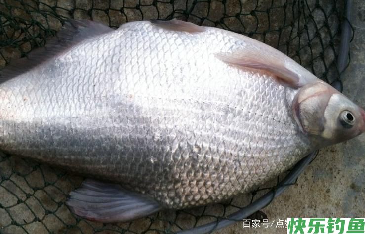 关于钓鳊鱼的技巧，不了解的可以进来看看，真的很实用！(图1)