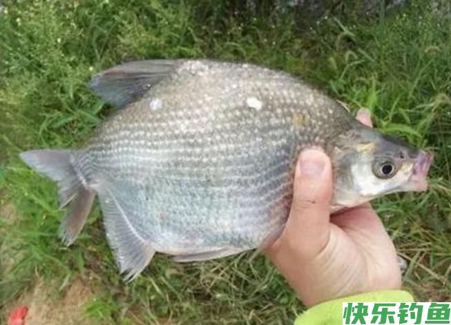 怎样垂钓鳊鱼？听听小编的介绍，绝对都是一些很实用的知识！(图2)
