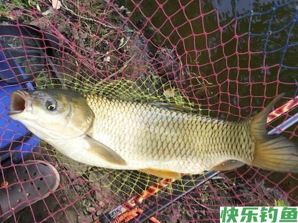 野钓大鳊鱼草鱼(窝料简单实用)(图3)