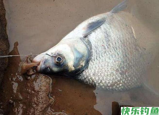 怎样垂钓鳊鱼？听听小编的介绍，绝对都是一些很实用的知识！(图1)