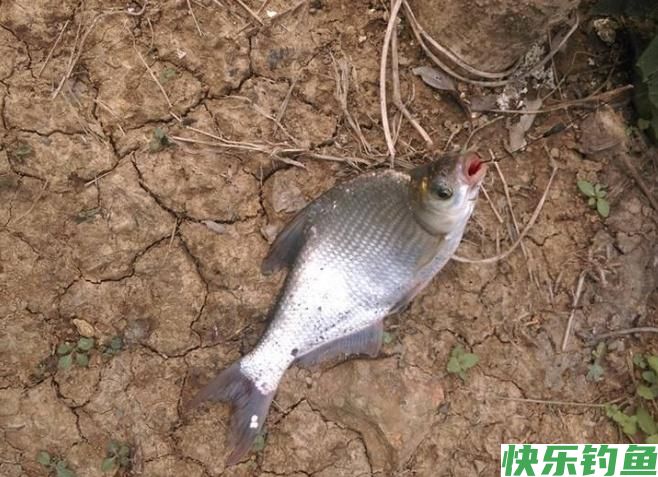 怎样垂钓鳊鱼？听听小编的介绍，绝对都是一些很实用的知识！(图4)