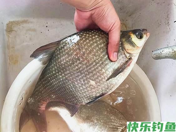 夏季钓“大鳊”，我只关注这四点，连连中鱼根本忙不过来(图3)