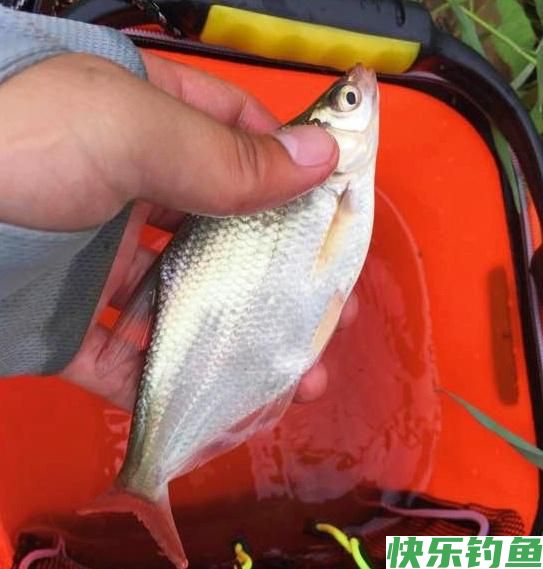夏季钓“大鳊”，我只关注这四点，连连中鱼根本忙不过来(图1)