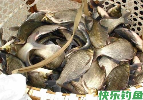 最爱钓鳊鱼，什么时候都是那么好钓，夏钓鳊鱼，稍作准备即可爆护(图1)