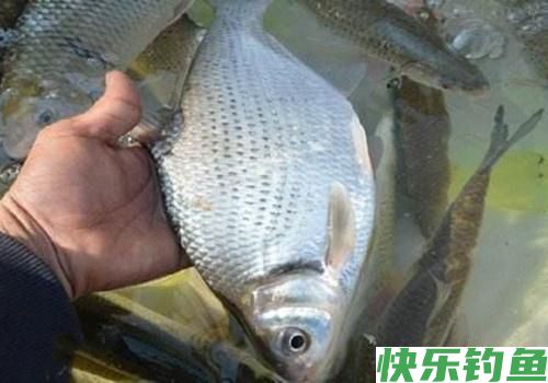 最爱钓鳊鱼，什么时候都是那么好钓，夏钓鳊鱼，稍作准备即可爆护(图3)