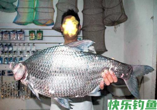 最爱钓鳊鱼，什么时候都是那么好钓，夏钓鳊鱼，稍作准备即可爆护(图5)