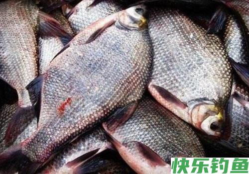 最爱钓鳊鱼，什么时候都是那么好钓，夏钓鳊鱼，稍作准备即可爆护(图4)